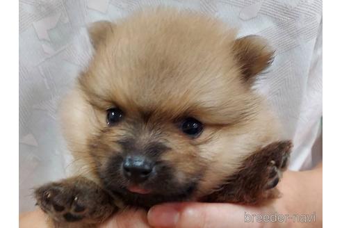 成約済の山口県のポメラニアン-188476の6枚目